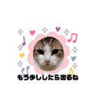 動く猫スタンプ♡日常♡使いやすい挨拶♡（個別スタンプ：14）