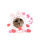動く猫スタンプ♡日常♡使いやすい挨拶♡（個別スタンプ：15）