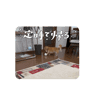 いとちゃん ④（個別スタンプ：6）
