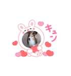 シェルティ チェリーちゃん⑬（個別スタンプ：1）