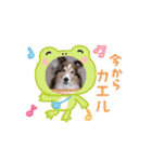 シェルティ チェリーちゃん⑬（個別スタンプ：4）