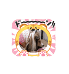 シェルティ チェリーちゃん⑬（個別スタンプ：6）