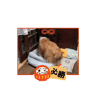 シェルティ チェリーちゃん⑬（個別スタンプ：11）