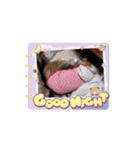 シェルティ チェリーちゃん⑬（個別スタンプ：13）