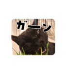 続ドールン家のベイビーズ（個別スタンプ：7）