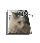 面白スタンプ(ネコ、ウサギ)（個別スタンプ：3）