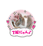 面白スタンプ(ネコ、ウサギ)（個別スタンプ：19）