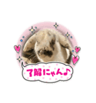 面白スタンプ(ネコ、ウサギ)（個別スタンプ：20）