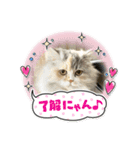 面白スタンプ(ネコ、ウサギ)（個別スタンプ：28）