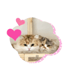 面白スタンプ(ネコ、ウサギ)（個別スタンプ：29）