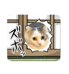 面白スタンプ(ネコ、ウサギ)（個別スタンプ：31）