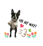 ボストンテリアのかわいい子犬1（個別スタンプ：3）