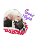 ボストンテリアのかわいい子犬1（個別スタンプ：5）
