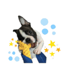 ボストンテリアのかわいい子犬1（個別スタンプ：9）