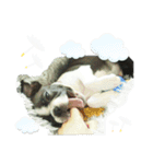 ボストンテリアのかわいい子犬1（個別スタンプ：11）