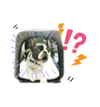 ボストンテリアのかわいい子犬1（個別スタンプ：12）