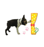 ボストンテリアのかわいい子犬1（個別スタンプ：15）