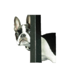 ボストンテリアのかわいい子犬1（個別スタンプ：16）