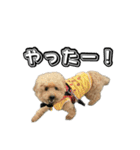 トイプードルまるのいちにちパート2（個別スタンプ：1）