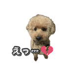 トイプードルまるのいちにちパート2（個別スタンプ：3）