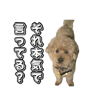 トイプードルまるのいちにちパート2（個別スタンプ：4）