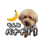 トイプードルまるのいちにちパート2（個別スタンプ：5）