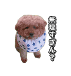 トイプードルまるのいちにちパート2（個別スタンプ：8）