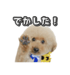 トイプードルまるのいちにちパート2（個別スタンプ：9）