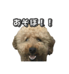 トイプードルまるのいちにちパート2（個別スタンプ：15）