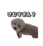 トイプードルまるのいちにちパート2（個別スタンプ：16）