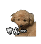 トイプードルまるのいちにちパート2（個別スタンプ：20）