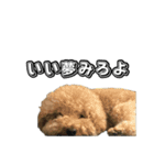 トイプードルまるのいちにちパート2（個別スタンプ：22）