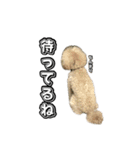 トイプードルまるのいちにちパート2（個別スタンプ：24）