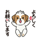 ふわもこシーズーの毎日スタンプ（個別スタンプ：1）