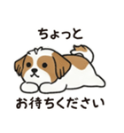 ふわもこシーズーの毎日スタンプ（個別スタンプ：3）