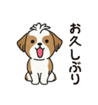 ふわもこシーズーの毎日スタンプ（個別スタンプ：5）