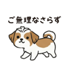 ふわもこシーズーの毎日スタンプ（個別スタンプ：6）