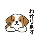 ふわもこシーズーの毎日スタンプ（個別スタンプ：8）