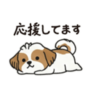 ふわもこシーズーの毎日スタンプ（個別スタンプ：12）