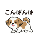 ふわもこシーズーの毎日スタンプ（個別スタンプ：13）