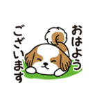 ふわもこシーズーの毎日スタンプ（個別スタンプ：15）