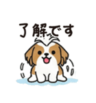 ふわもこシーズーの毎日スタンプ（個別スタンプ：20）