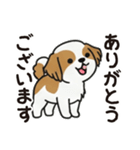 ふわもこシーズーの毎日スタンプ（個別スタンプ：21）