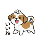 ふわもこシーズーの毎日スタンプ（個別スタンプ：23）