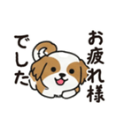 ふわもこシーズーの毎日スタンプ（個別スタンプ：24）