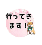 柴犬さん春のスタンプ（個別スタンプ：1）