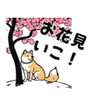 柴犬さん春のスタンプ（個別スタンプ：11）