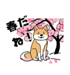 柴犬さん春のスタンプ（個別スタンプ：12）