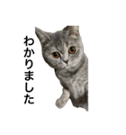 ねこの がおちゃん（個別スタンプ：1）