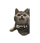 ねこの がおちゃん（個別スタンプ：2）